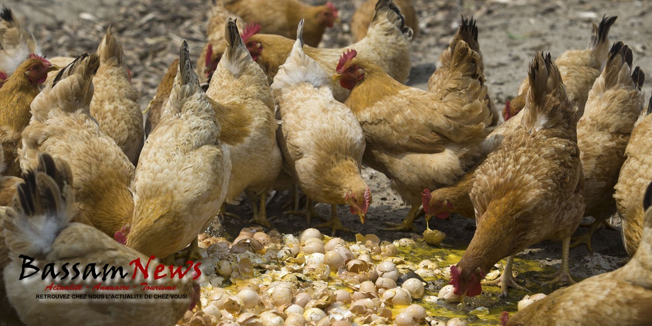 Grand-Bassam : Un nid de grippe aviaire découvert à Modeste